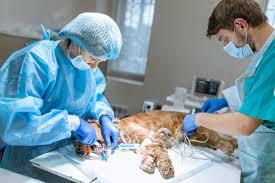 Veterinary Technician