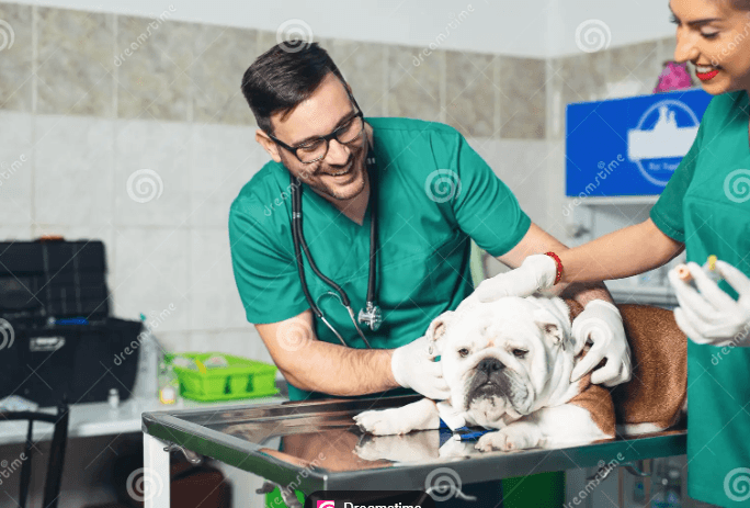 Vet Relief