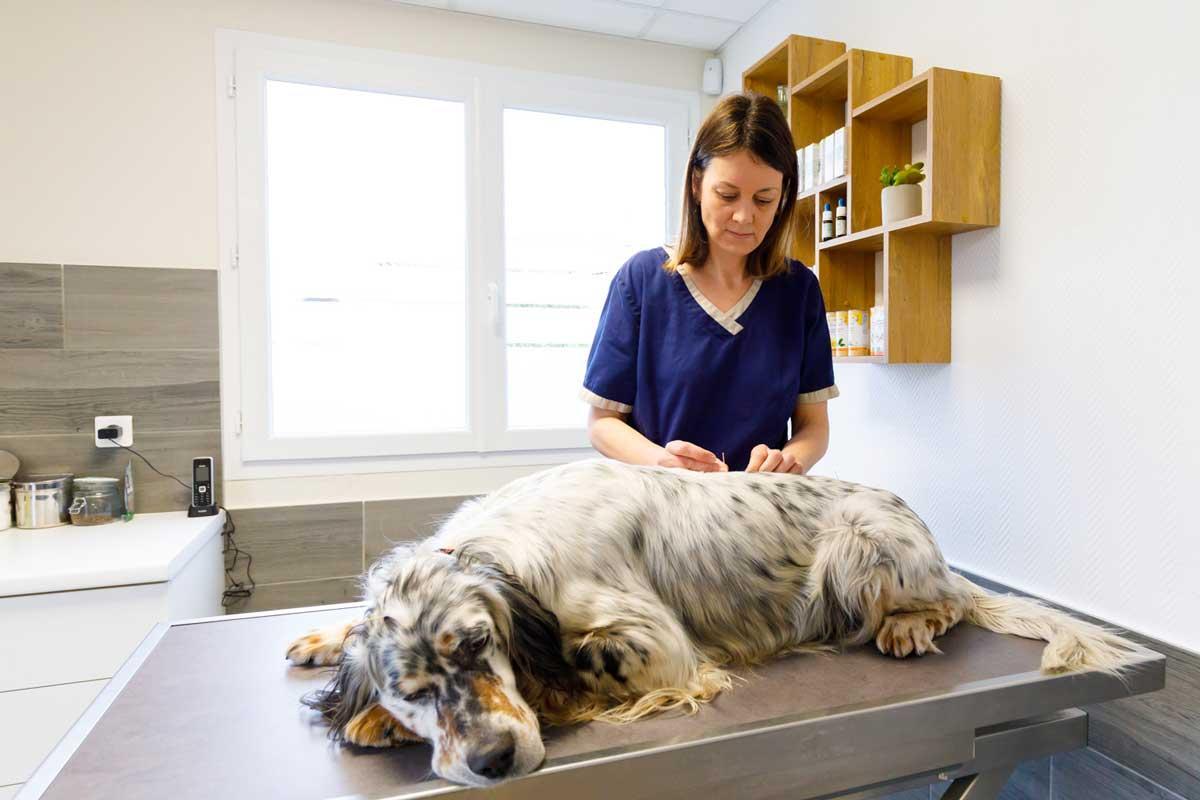 Veterinary Acupuncture: What It Is, How It Works, and How to Get Certified