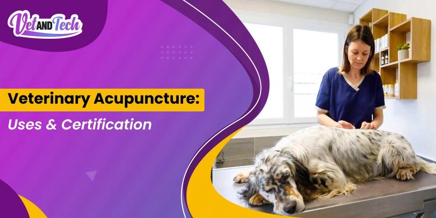 Veterinary Acupuncture: What It Is, How It Works, and How to Get Certified
