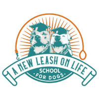 A New Leash on Life - School for Dogs