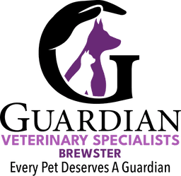 Veterinary Oncologist