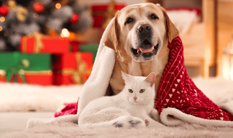 Veterinary Technician in North Texas