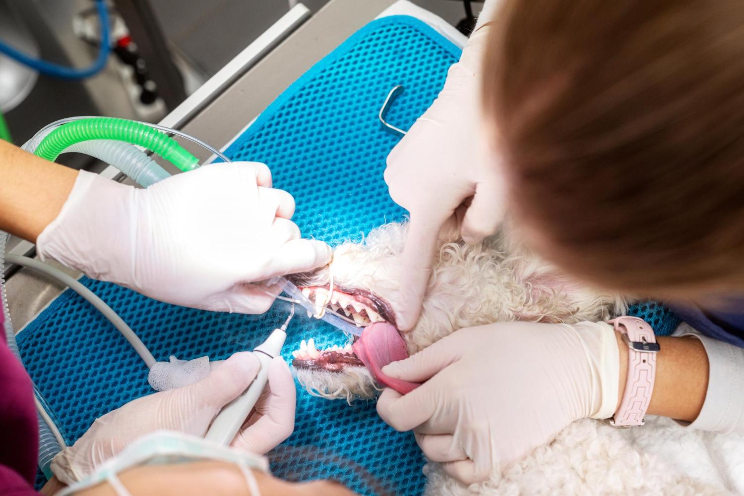 How to Build a Career in Veterinary Dentistry