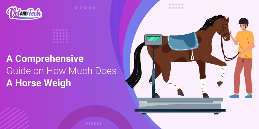 A Comprehensive Guide on How Much Does A Horse Weigh