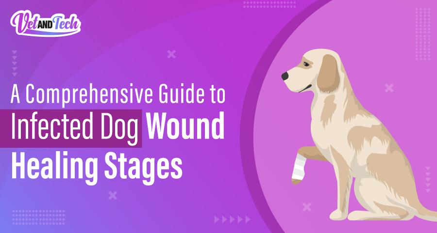 A Comprehensive Guide to Infected Dog Wound Healing Stages