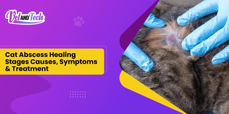 Cat Abscess Healing Stages: Causes, Symptoms & Veterinary Treatment