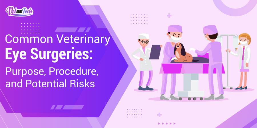 Common Veterinary Eye Surgeries: Purpose, Procedure, and Potential Risks