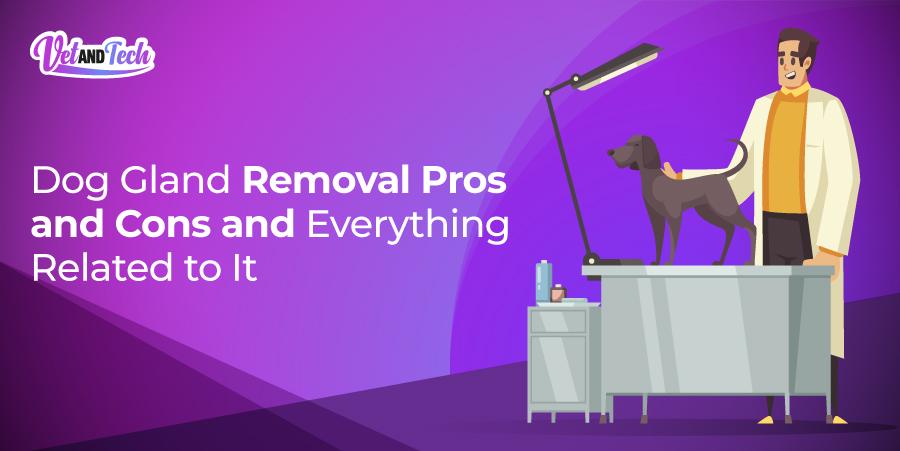 Dog Gland Removal Pros and Cons and Everything Related to It