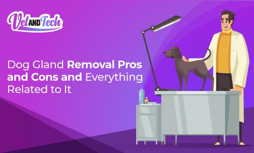 Dog Gland Removal Pros and Cons and Everything Related to It