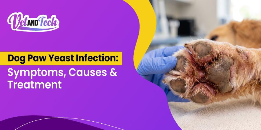 Dog Paw Yeast Infection: Symptoms, Causes, Treatment, and Prevention