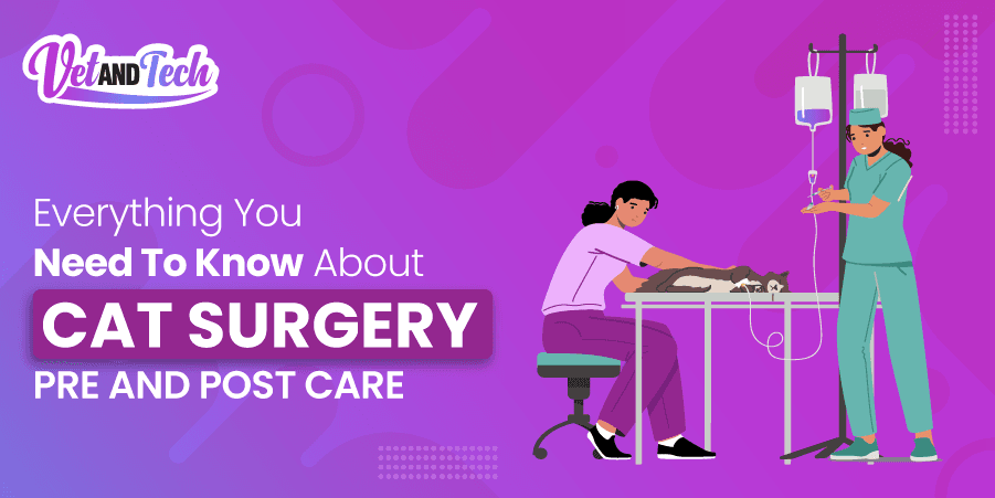 Everything You Need To Know About Cat Surgery Pre and Post Care