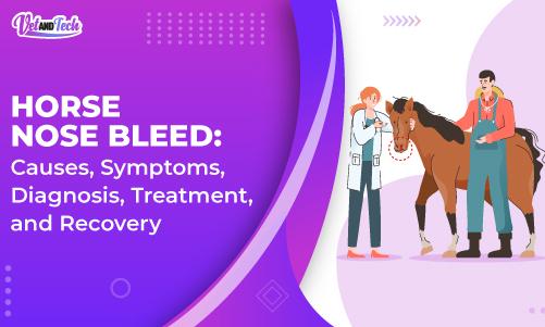 Horse Nose Bleed: Causes, Symptoms, Diagnosis, Treatment, and Recovery