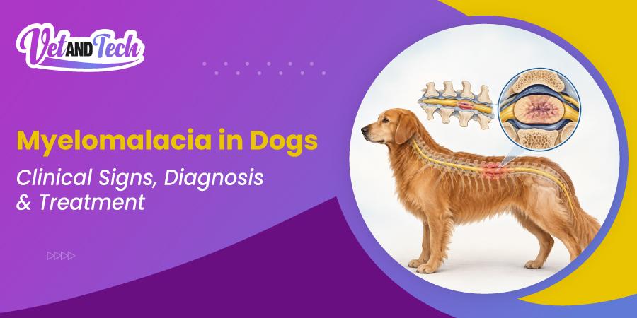 Myelomalacia in Dogs: Clinical Signs, Diagnosis & Treatment