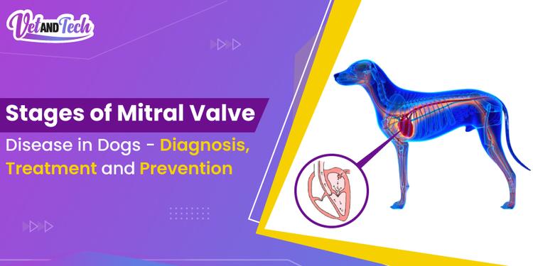 Mvd Dogs Stages of Mitral Valve Disease in Dogs