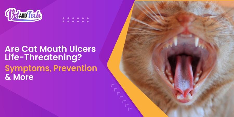Cat Mouth Ulcers - A Brief Guide on Types, Prevention & Treatment