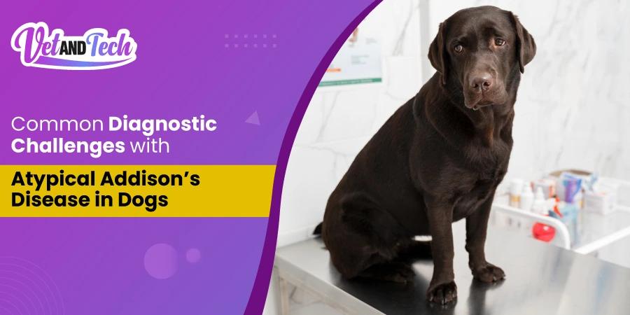 Common Diagnostic Challenges with Atypical Addison’s Disease in Dogs