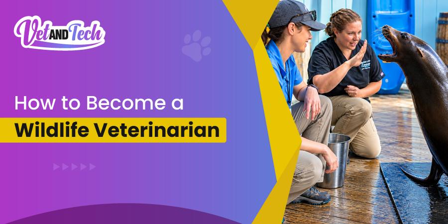 How to Become a Wildlife Veterinarian: Career Path, Schools, Jobs & Requirements