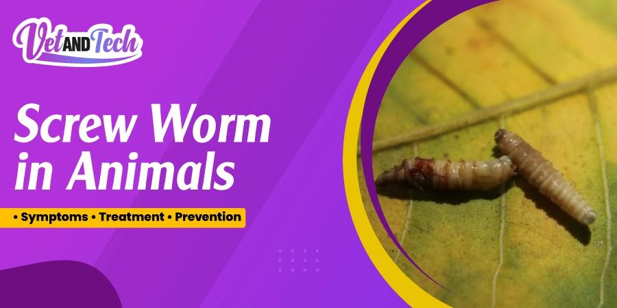 Screw Worm in Animals: Symptoms, Treatment, Prevention, and Veterinary Management