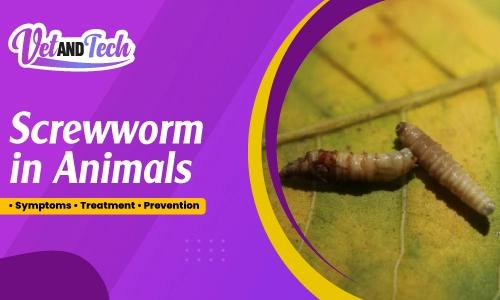 Screwworm in Animals: Symptoms, Treatment, Prevention, and Veterinary Management