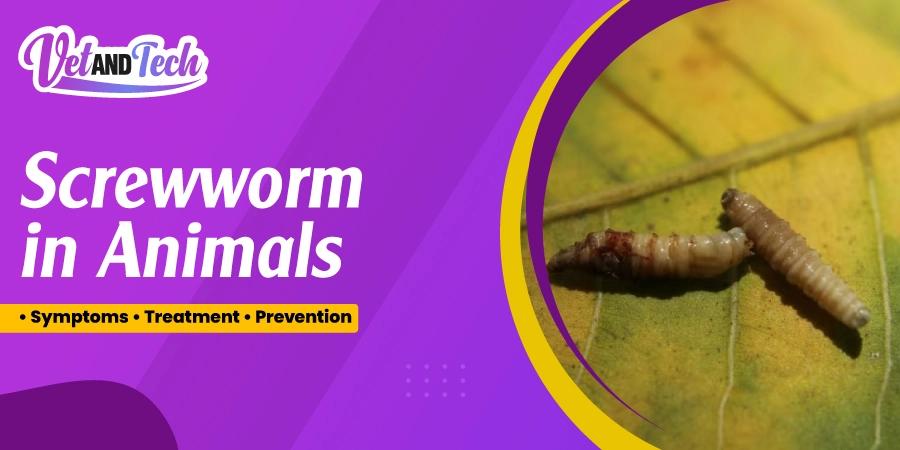 Screwworm in Animals: Symptoms, Treatment, Prevention, and Veterinary Management