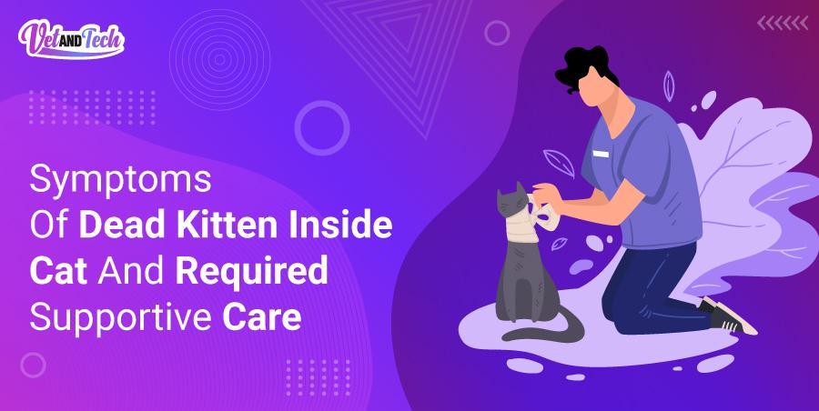 Symptoms of Dead Kitten Inside Cat and Required Supportive Care