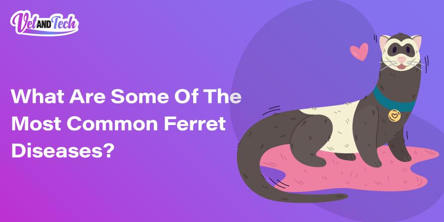 What Are Some Of The Most Common Ferret Diseases?
