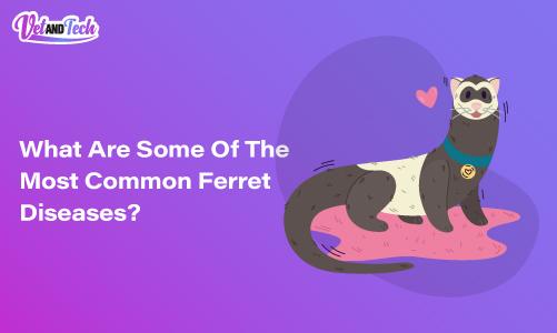 What Are Some Of The Most Common Ferret Diseases?