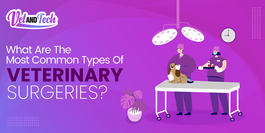 What Are The Most Common Types Of Veterinary Surgeries?