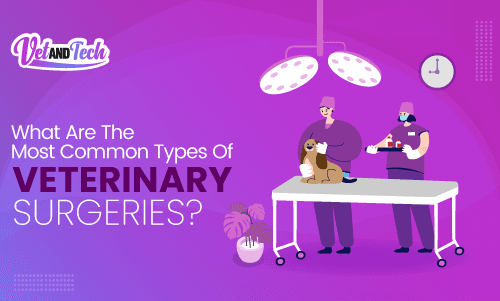 What Are The Most Common Types Of Veterinary Surgeries?