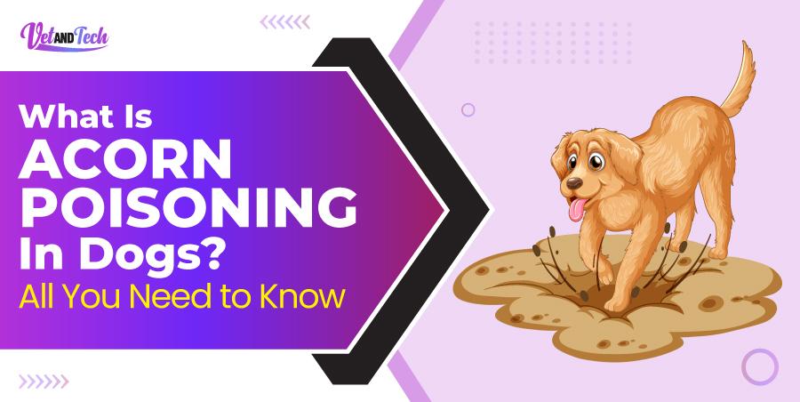 What is Acorn Poisoning in Dogs? All You Need to Know