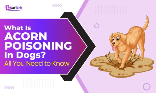 What is Acorn Poisoning in Dogs? All You Need to Know