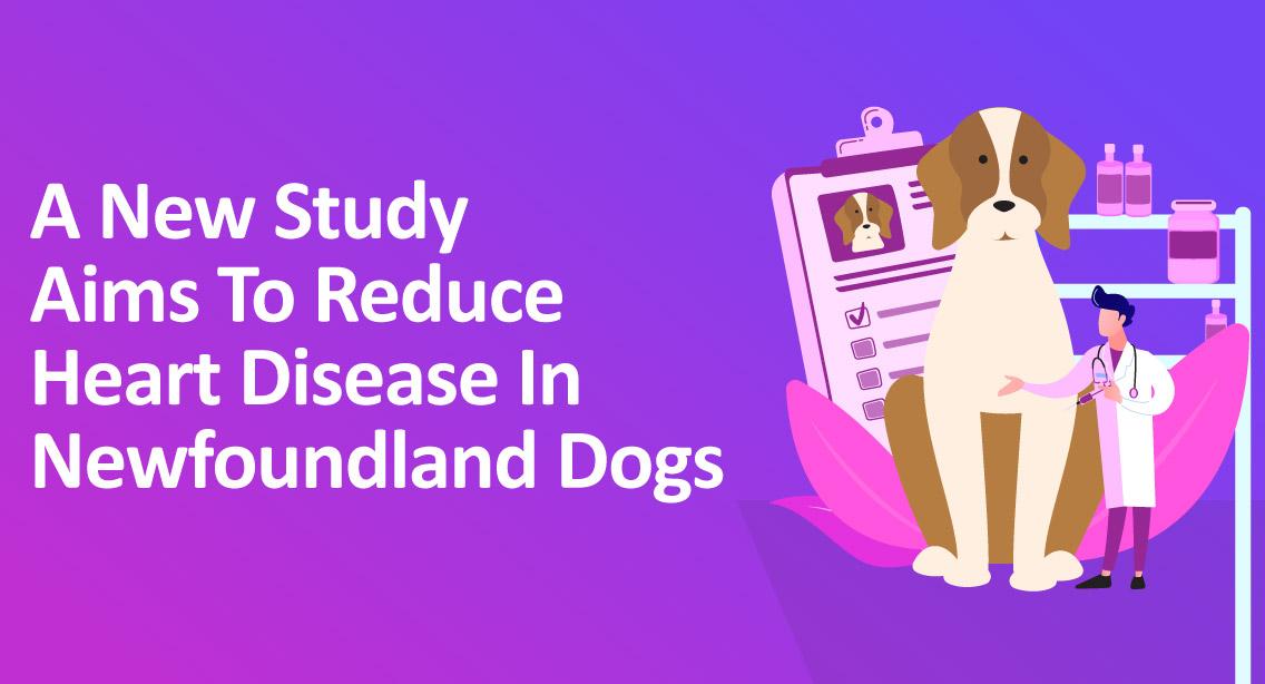 A New Study Aims To Reduce Heart Disease In Newfoundland Dogs
