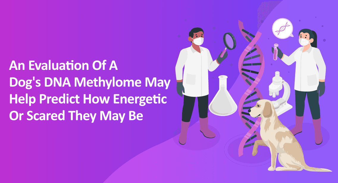 An Evaluation Of A Dog's DNA Methylome May Help Predict How Energetic Or Scared They May Be