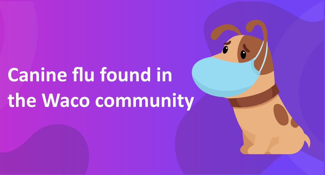 Canine Flu Found in the Waco Community