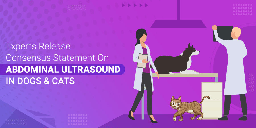Experts release consensus statement on abdominal ultrasound in dogs & cats