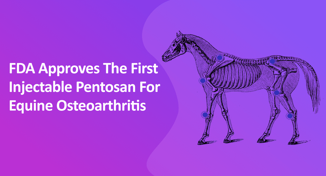 FDA Approves The First Injectable Pentosan For Equine Osteoarthritis