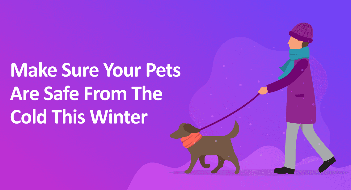 Make Sure Your Pets Are Safe From The Cold This Winter