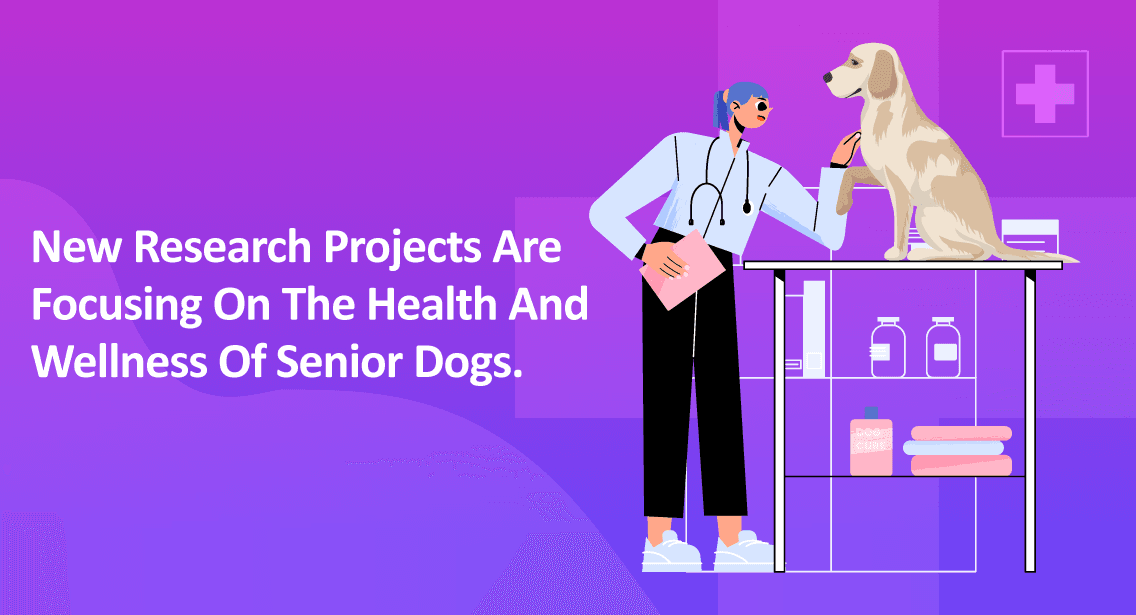 New Research Projects Are Focusing On The Health And Wellness Of Senior Dogs.