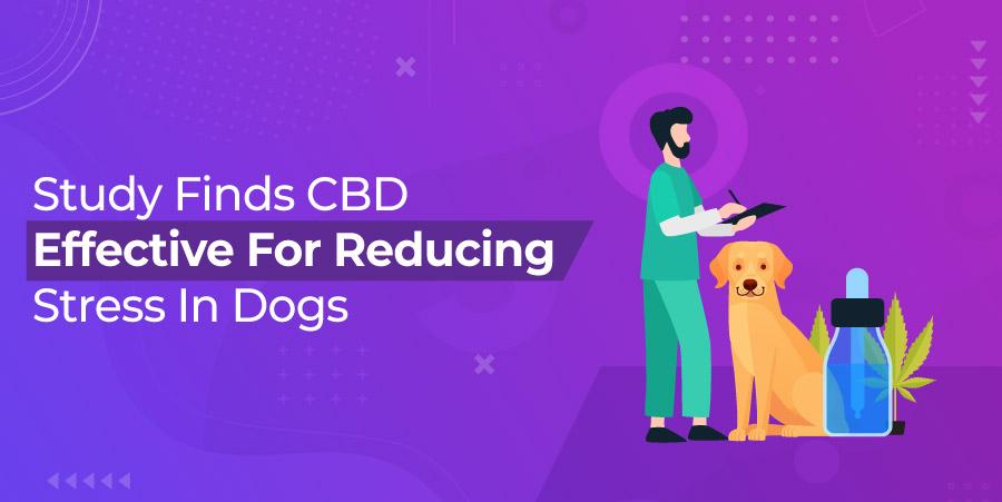 Study Finds CBD Effective For Reducing Stress In Dogs