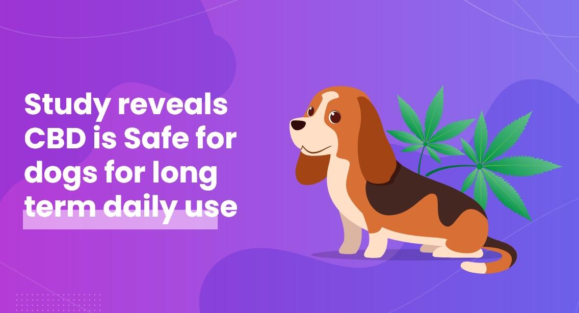 Study reveals CBD is Safe for dogs for long term daily use
