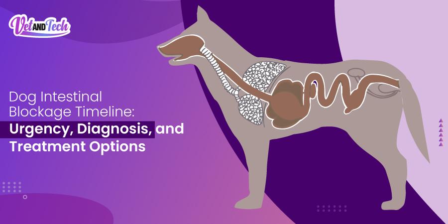 Dog Intestinal Blockage Timeline: Symptoms, Diagnosis & Urgent Care